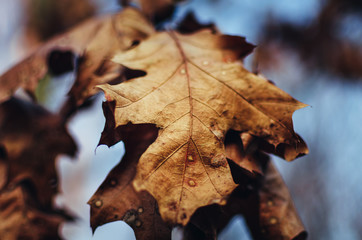 Autumn leaves found in the park during a walk