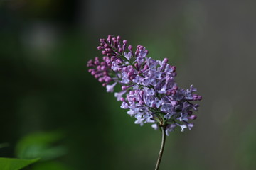 close up of a lavender