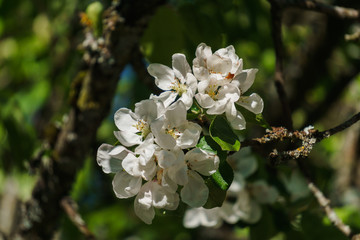 Obraz na płótnie Canvas White flowers of apple tree on a branch in the garden.