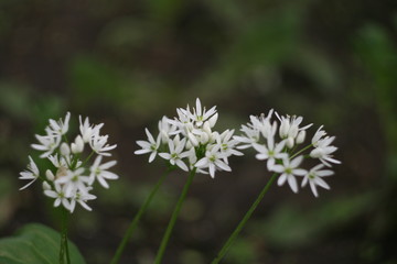 white flowers in a garden