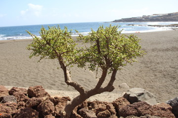 Gew&auml;chs von Cran Canaria