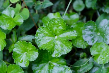 green leaves in the morning