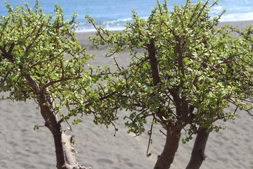 Gew&auml;chs von Cran Canaria