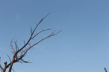 tree branches against blue sky