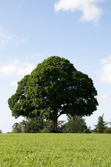 Lone Oak Tree