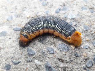 The little animals fighting in the city. The caterpillar on the concrete floor. The end of the journey of the caterpillar.