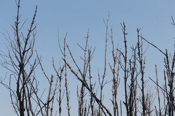 Dry dead tree branch in blue sky