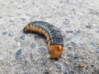 The little animals fighting in the city. The caterpillar on the concrete floor. The end of the...