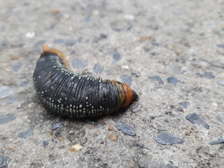 The little animals fighting in the city. The caterpillar on the concrete floor. The end of the journey of the caterpillar.