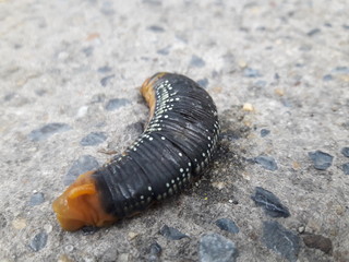 The little animals fighting in the city. The caterpillar on the concrete floor. The end of the journey of the caterpillar.