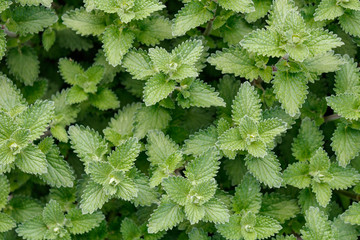 Catmint (Nepeta) or catnip, close up and full frame, Green fresh leaves, view from directly above. - obrazy, fototapety, plakaty