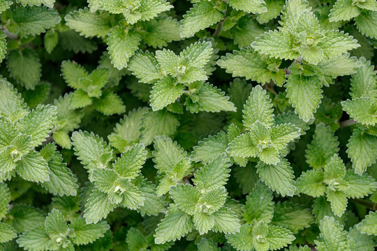Catmint (Nepeta) or catnip, close up and full frame, Green fresh leaves, view from directly above.