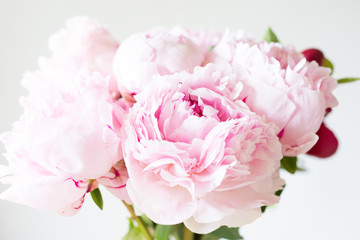 Obraz premium Bliska Gładkie różowe płatki kwiatów piwonii. Tło.
