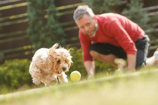 Surface Level Of Man Playing With Dog On Field