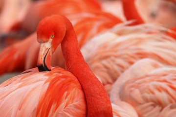 Obraz premium flamingo in the zoo