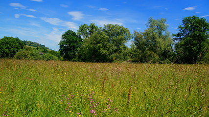 malerische bunte Blumenwiese im Frühling mit Bäumen unter blauem Himmel