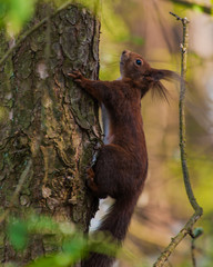 Fototapeta na wymiar The brown squirrel is climbing on to the tree 