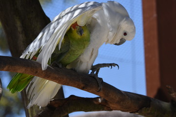 Papageien-Freundschaft