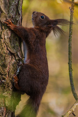 The red squirrel is holding on to the tree
