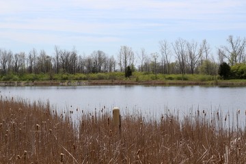 A calm view of the lake in the country over the cattails.