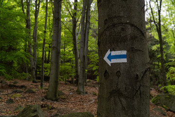 White-blue arrow showing the direction of the trail, middle of the forest in the mountains.