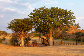 View of a picnic site under two young baobab trees at sunset in Mapungubwe National Park, South...