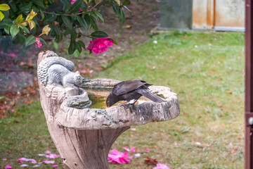 Fototapeta na wymiar Male blackbird (Turdus merula) drinking water from an ornate bird bath in an English country garden on a hot day, captured from inside a glass greenhouse