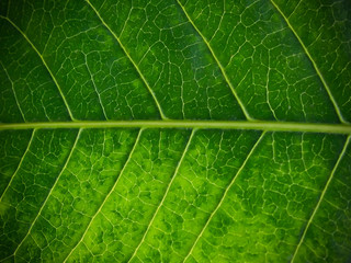Green leaves background. Leaf texture.
