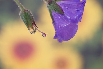 Water droplets refractions of  light on a flower 