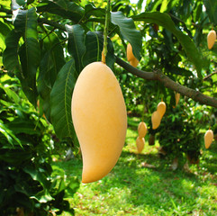 fresh yellow mango hanging from a mango tree in the garden.Yellow fruits contain beta carotene. And...