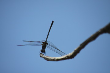 libelula solotaria 