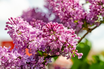 Fototapeta na wymiar Blooming lilac bushes on a Sunny day.