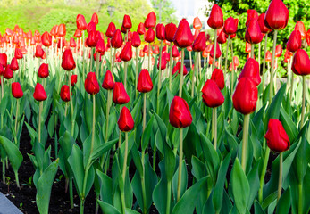 Fototapeta premium Lots of red tulips on the lawn in the early morning.