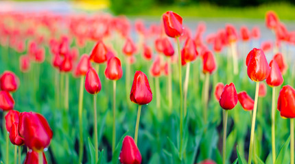 Obraz premium Lots of red tulips on the lawn in the early morning.