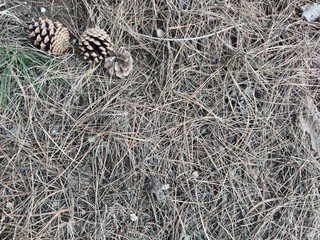 Dry brown earth, grass, spruce needles and cones. Green branch of spruce