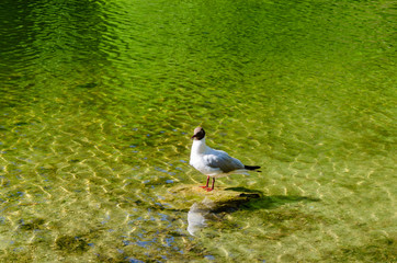 Seagull on a rock near the lake in summer.