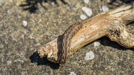 Large Yellow Underwing moth caterpillar Noctua Pronuba sitting on dry wood. Close-up of big brown caterpillar. This  larva of owlet moth Noctuidae is pest of most crops.