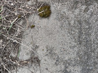 Gray stone wall. Old dry moss and grass.