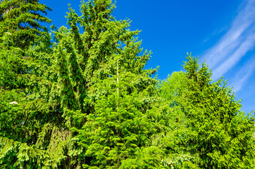 Green spring forest.Many pines and firs.