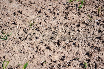 Artificial nitrogen fertilizer on brown soil. Large field with white mineral fertilizer balls -...