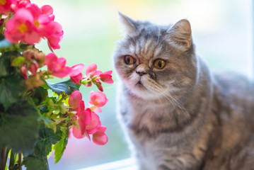 cat sniffs a flower in a pot
