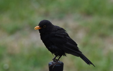 Amsel-Männchen mit toller Federzeichnung