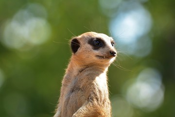 meerkat on guard