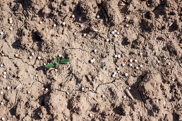 Artificial nitrogen fertilizer on brown soil. White mineral fertilizer balls - urea (carbamide) with little non-biological baby plants and sprouts.