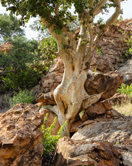 Close up view of a rock fig tree trunk and roots illustrating how it penetrates cracks in rocks to grow.