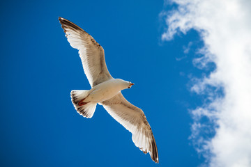 Seagull flying in the blue sky