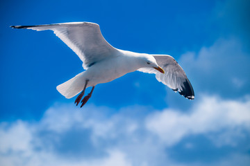 Seagull flying in the blue sky