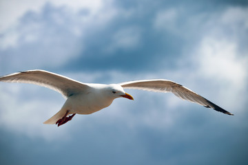 Naklejka premium Seagull flying in the blue sky
