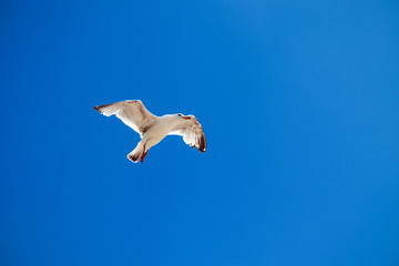 Seagull flying in the blue sky