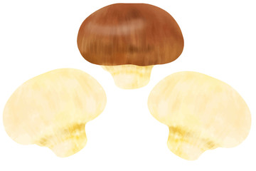 マッシュルーム